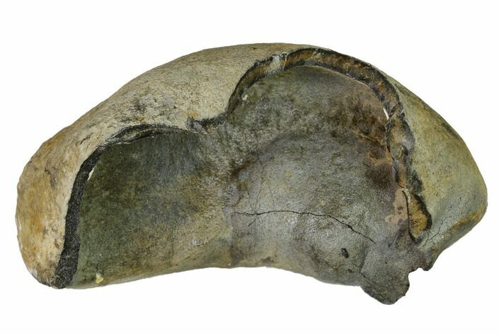 Fossil Whale Ear Bone - Miocene #144903